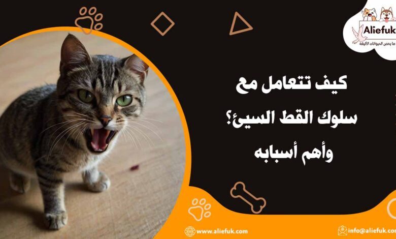 طرق التعامل مع سلوك القط السيئ