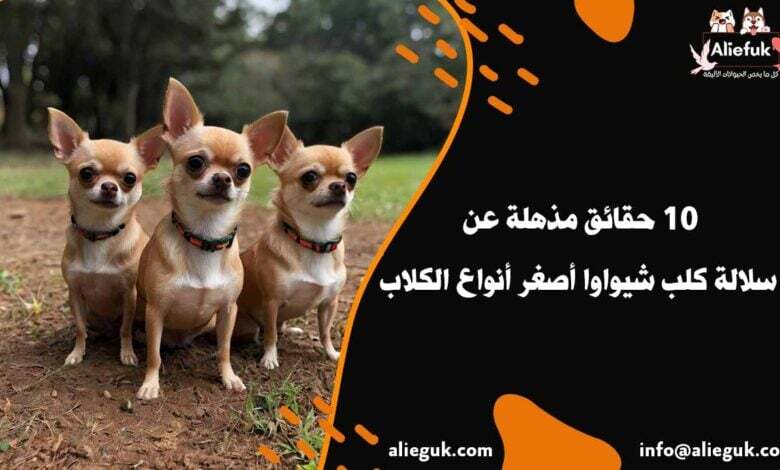 مواصفات كلب شيواوا