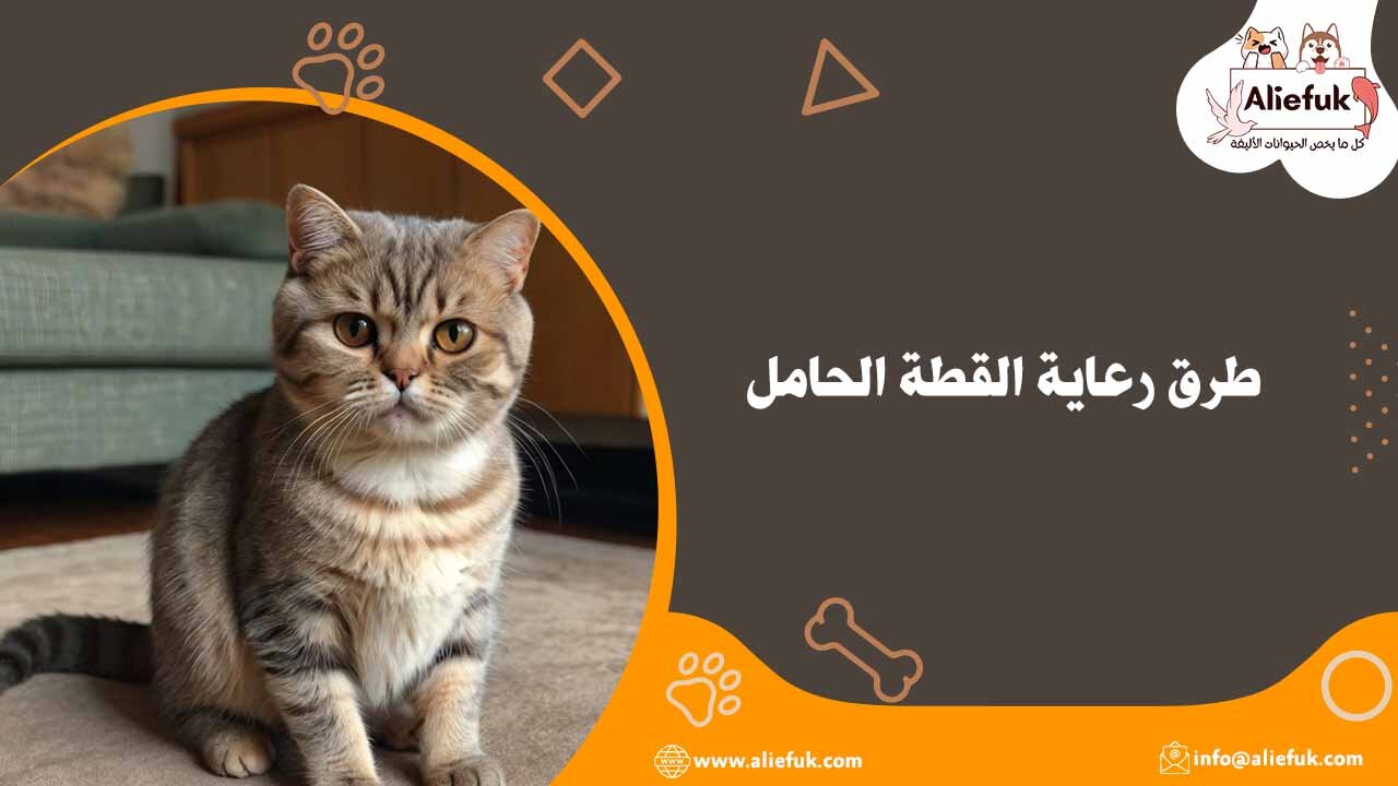تعرف على طرق رعاية القطة الحامل