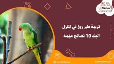 رعاية طير روز