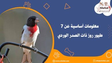7 معلومات أساسية عن طيور روز ذات الصدر الوردي - موقع أليفك تربية طيور روز