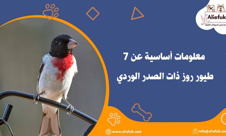 7 معلومات أساسية عن طيور روز ذات الصدر الوردي - موقع أليفك تربية طيور روز