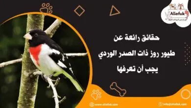 مواصفات طيور روز ذات الصدر الوردي