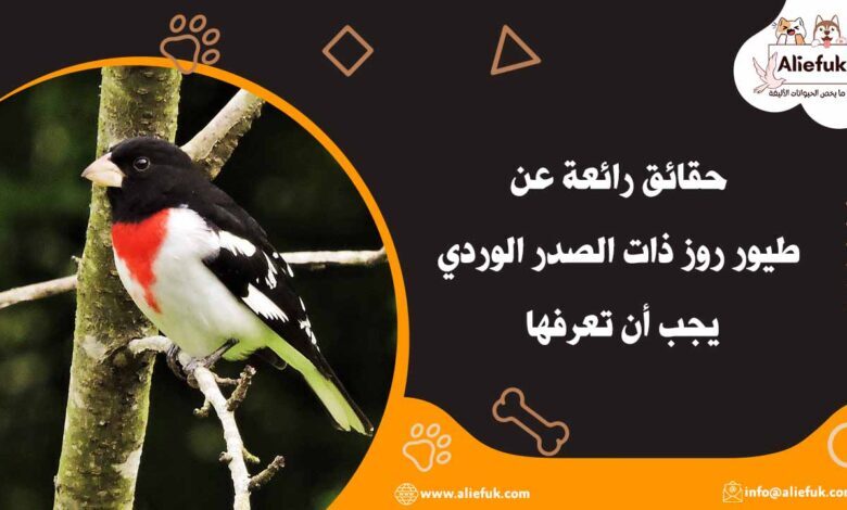 مواصفات طيور روز ذات الصدر الوردي