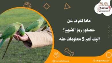 مواصفات عصفور روز