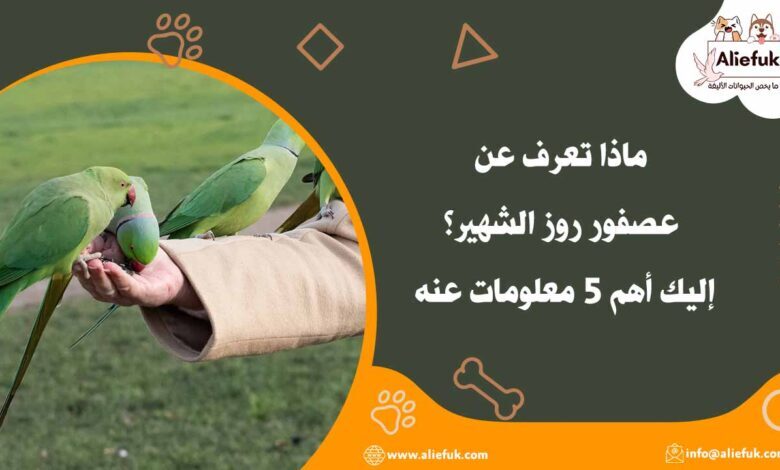 مواصفات عصفور روز