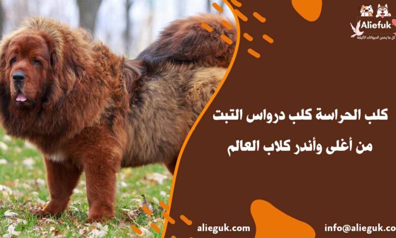 سعر كلب درواس التبت