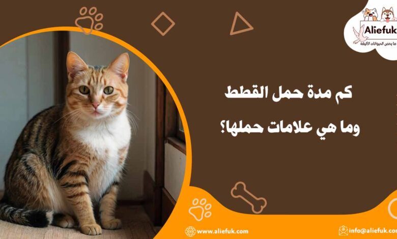 كم مدة حمل القطط