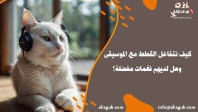 هل تعرف كيف تتفاعل القطط مع الموسيقى
