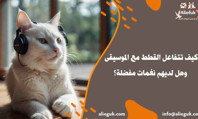 هل تعرف كيف تتفاعل القطط مع الموسيقى