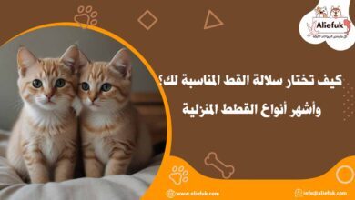 أنواع سلالات القطط