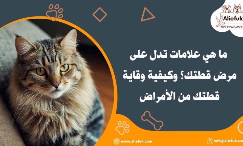 تعرف على ما هي علامات تدل على مرض قطتك