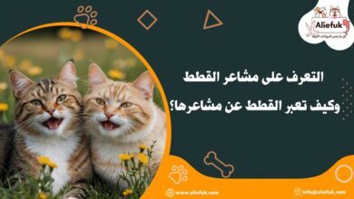 كيف يمكن التعرف على مشاعر القطط