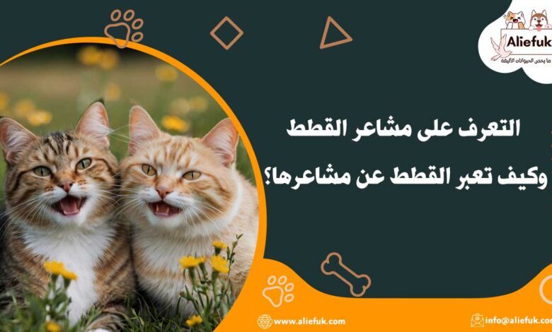 كيف يمكن التعرف على مشاعر القطط