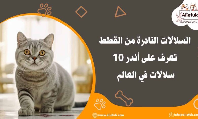 السلالات النادرة من القطط: تعرف على أندر 10 سلالات في العالم - موقع أليفك أشهر السلالات النادرة من القطط