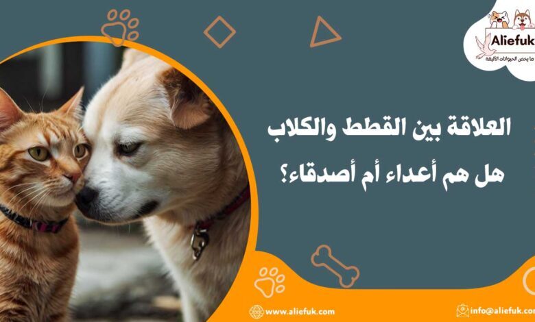ما هي العلاقة بين القطط والكلاب