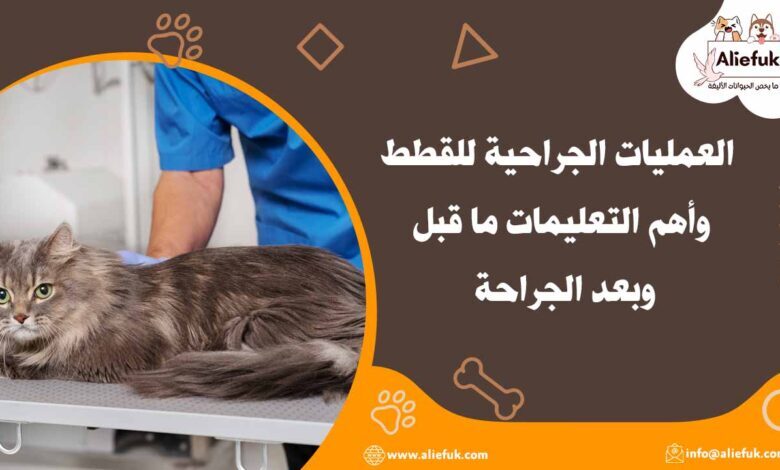 ما هي العمليات الجراحية للقطط