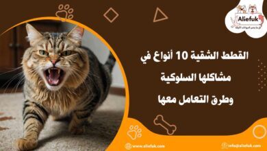 مشاكل القطط الشقية