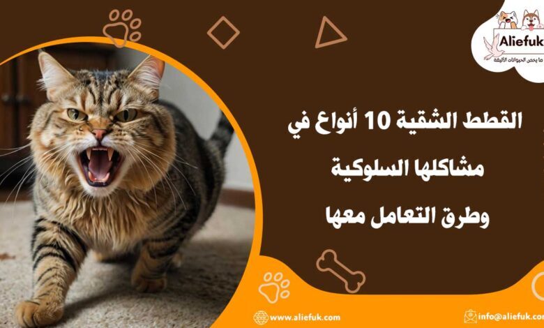 مشاكل القطط الشقية