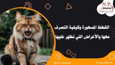 الوقاية من القطط المسعورة