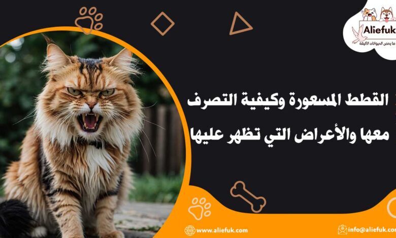 الوقاية من القطط المسعورة