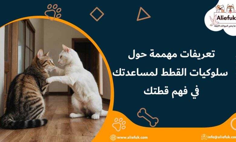 أشهر سلوكيات القطط