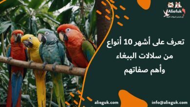 أنواع سلالات الببغاء