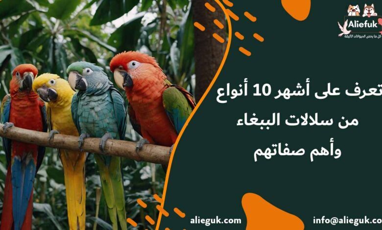 تعرف على أشهر 10 أنواع من سلالات الببغاء وأهم صفاتهم - موقع أليفك أنواع سلالات الببغاء