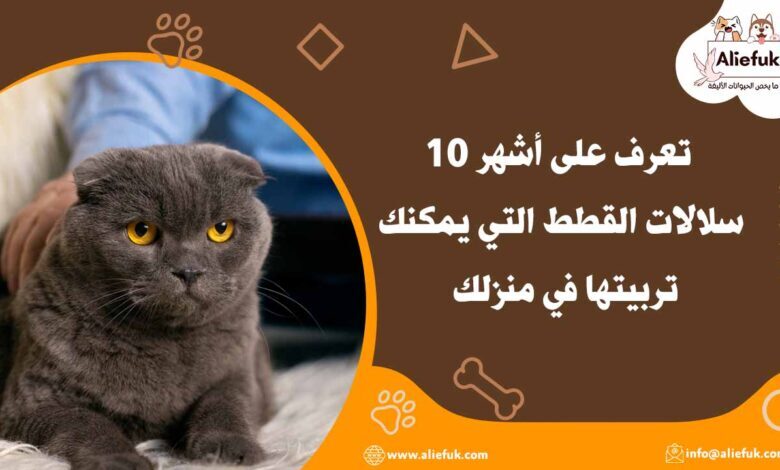 أشهر سلالات القطط