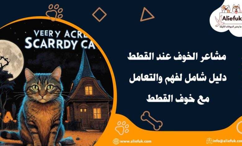 كيفية معرفة مشاعر الخوف عند القطط ما هي