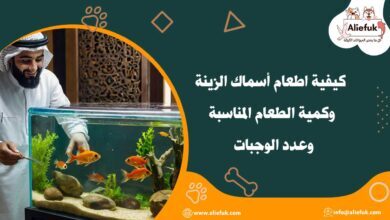 كيفية اطعام أسماك الزينة وكمية الطعام المناسبة وعدد الوجبات - موقع أليفك كيفية اطعام أسماك الزينة