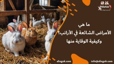 أخطر الأمراض الشائعة في الأرانب