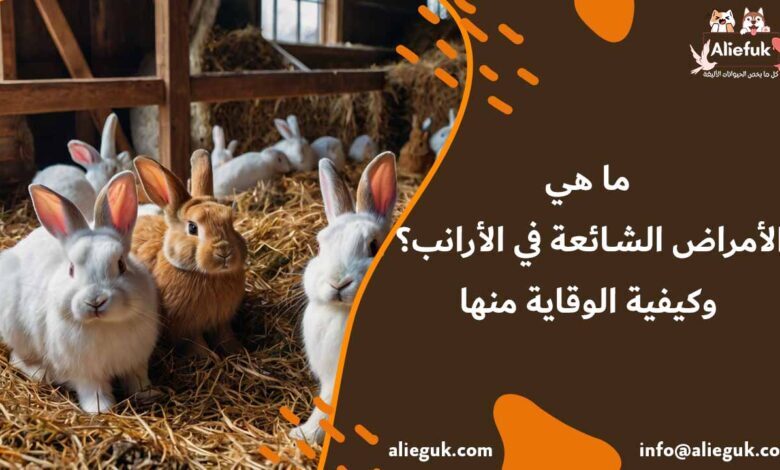 أخطر الأمراض الشائعة في الأرانب