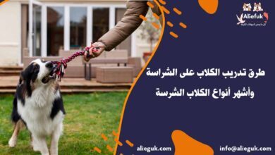 كيفية تدريب الكلاب على الشراسة