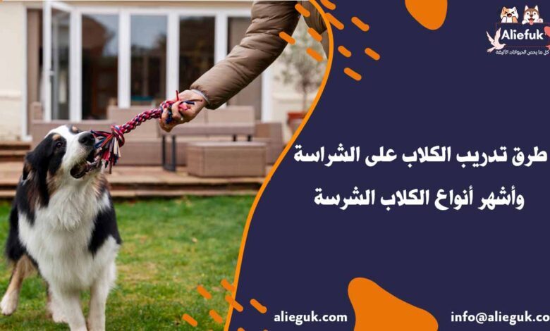 كيفية تدريب الكلاب على الشراسة