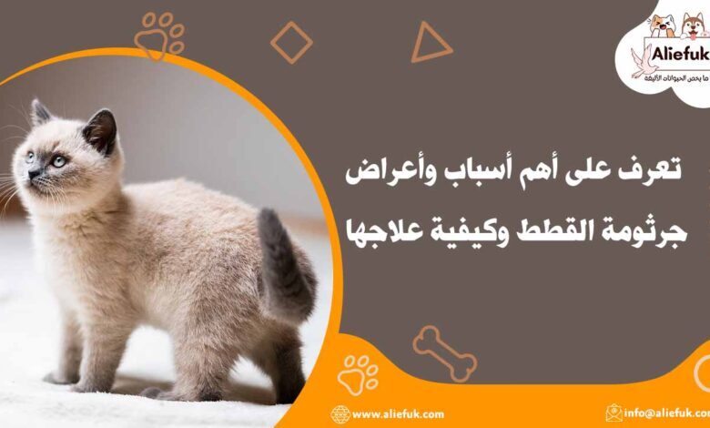 أسباب جرثومة القطط