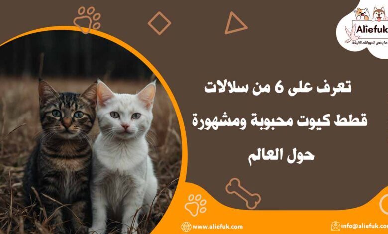سلالات قطط كيوت