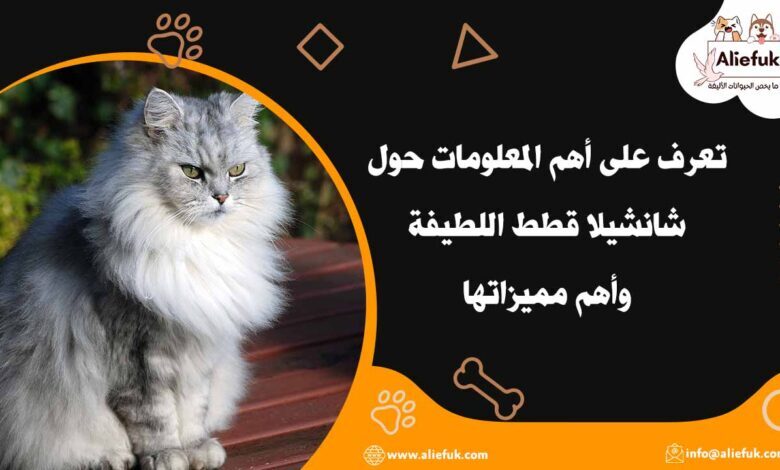 مواصفات شانشيلا قطط