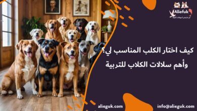 كيف اختار الكلب المناسب لي