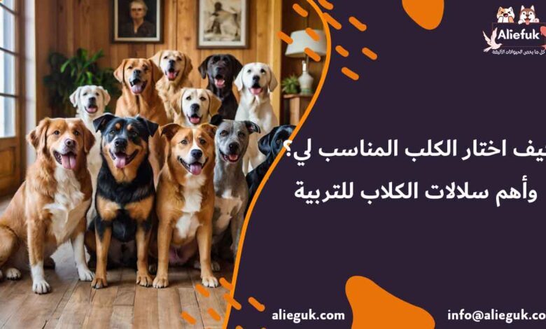 كيف اختار الكلب المناسب لي