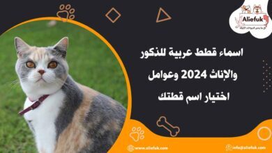 أحلى اسماء قطط عربية