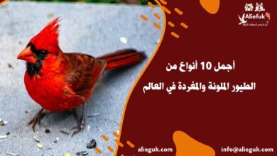 أجمل 10 أنواع من الطيور الملونة والمغردة في العالم - موقع أليفك الطيور الملونة والمغردة