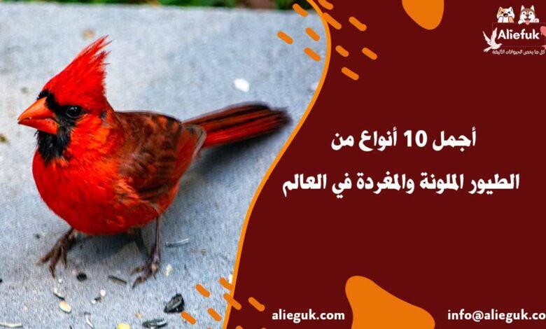 الطيور الملونة والمغردة