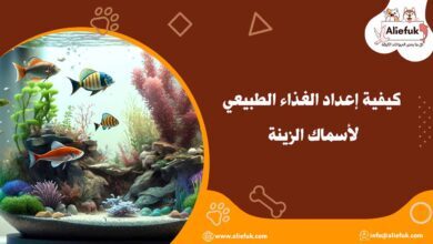 الغذاء الطبيعي لأسماك الزينة