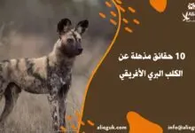 مواصفات الكلب البري