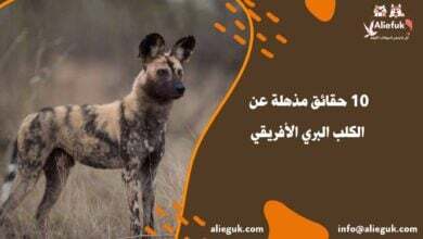 مواصفات الكلب البري