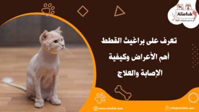 أسباب براغيث القطط