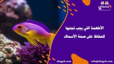 الأطعمة التي يجب تجنبها للحفاظ على صحة الأسماك - موقع أليفك صحة الأسماك