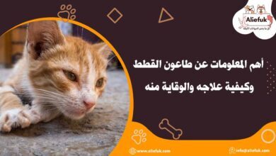 أسباب طاعون القطط