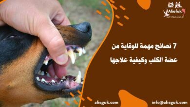 7 نصائح مهمة للوقاية من عضة الكلب وكيفية علاجها - موقع أليفك الوقاية من عضة الكلب